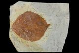 Fossil Leaf (Beringiaphyllum) - Montana #120840-1